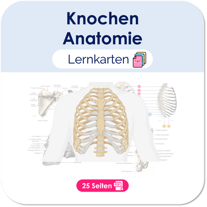 Knochen (Anatomie) - Lernkarten