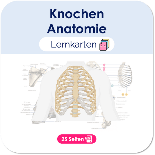 Knochen (Anatomie) - Lernkarten