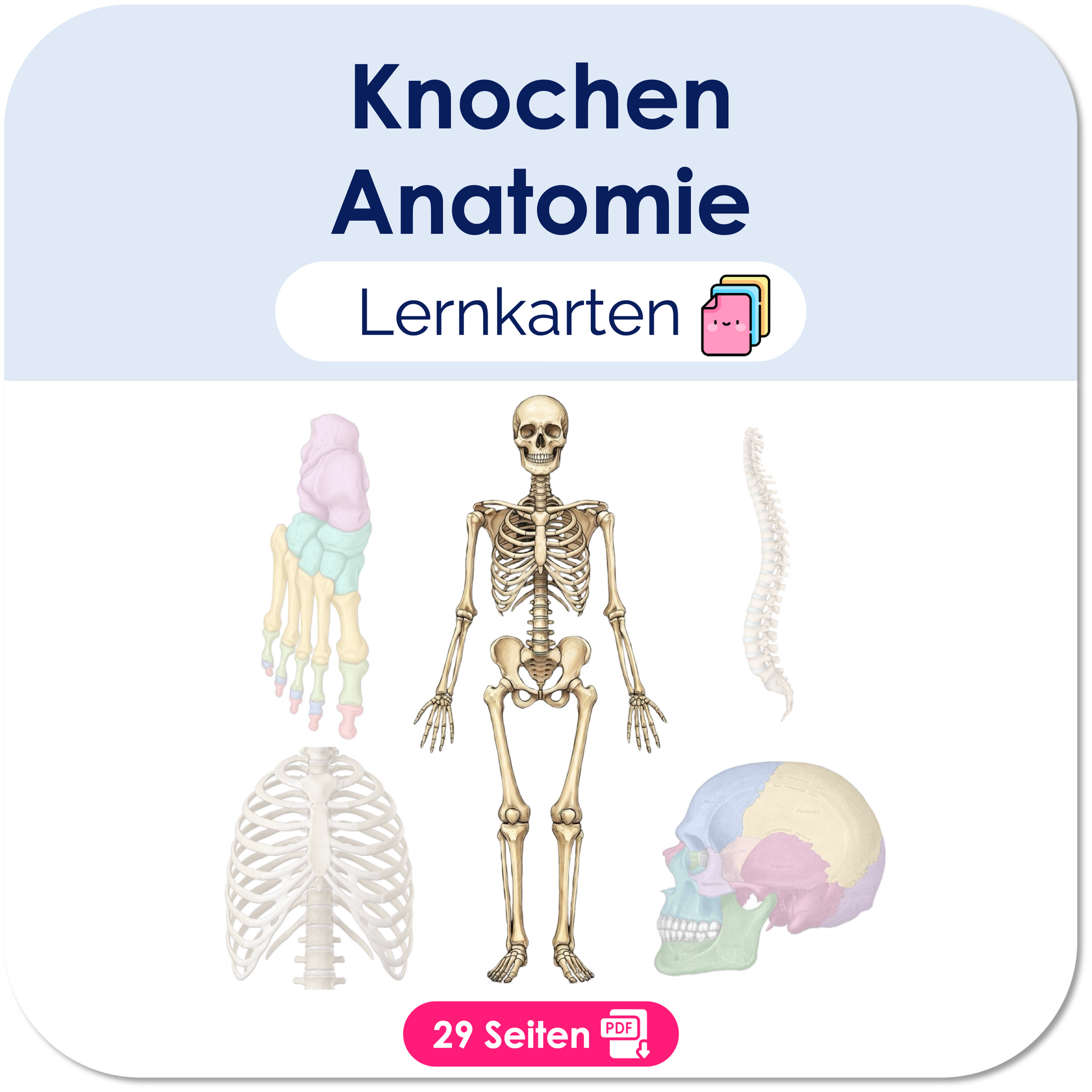 Knochen Lernkarten