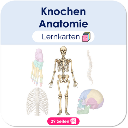 Knochen Lernkarten