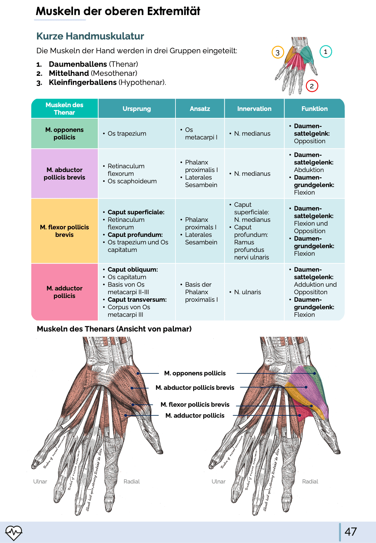 I. Anatomie - Allgemeine Anatomie und Bewegungsapparat - Medi Know