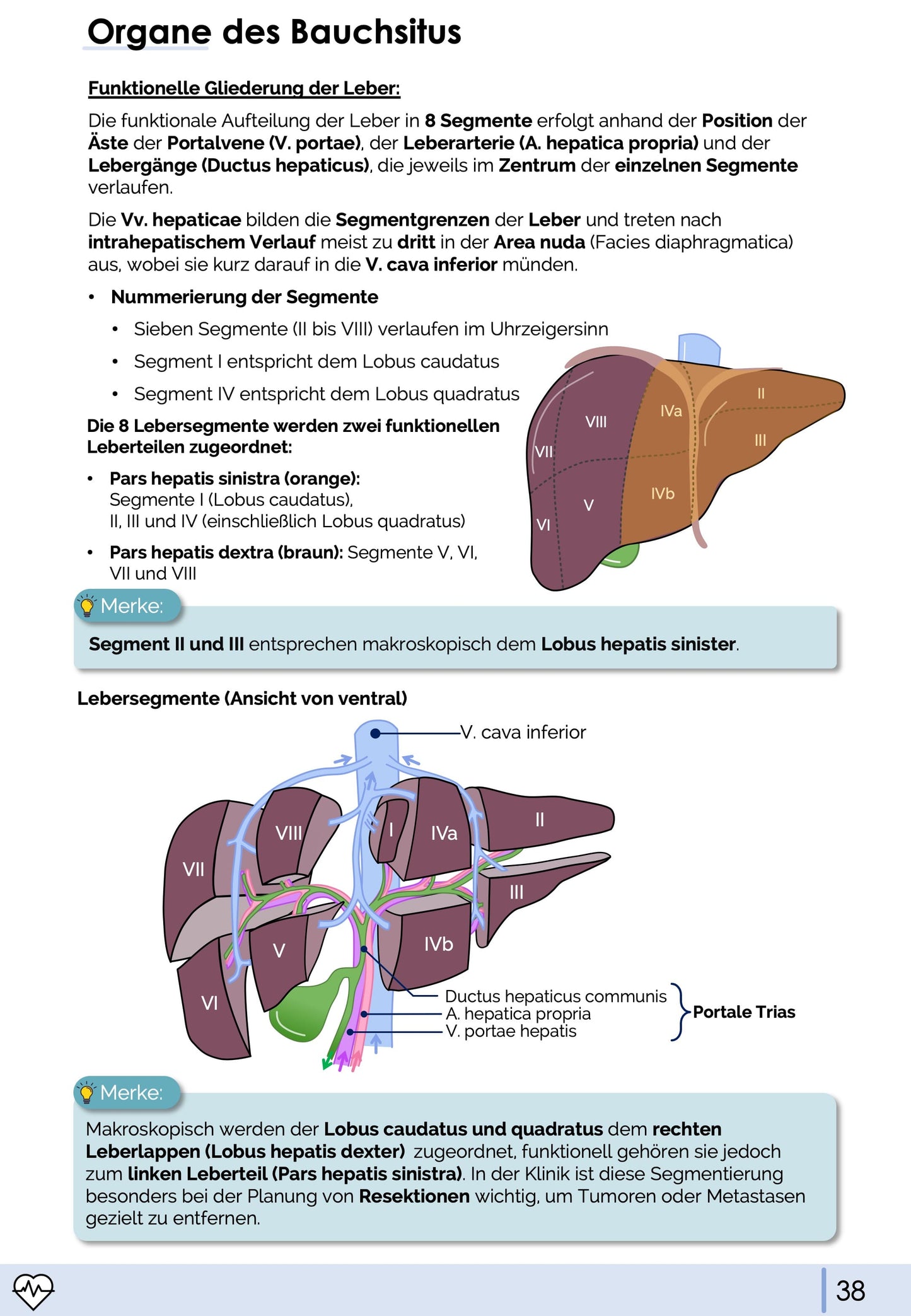 Anatomie & Physiologie-Bundle