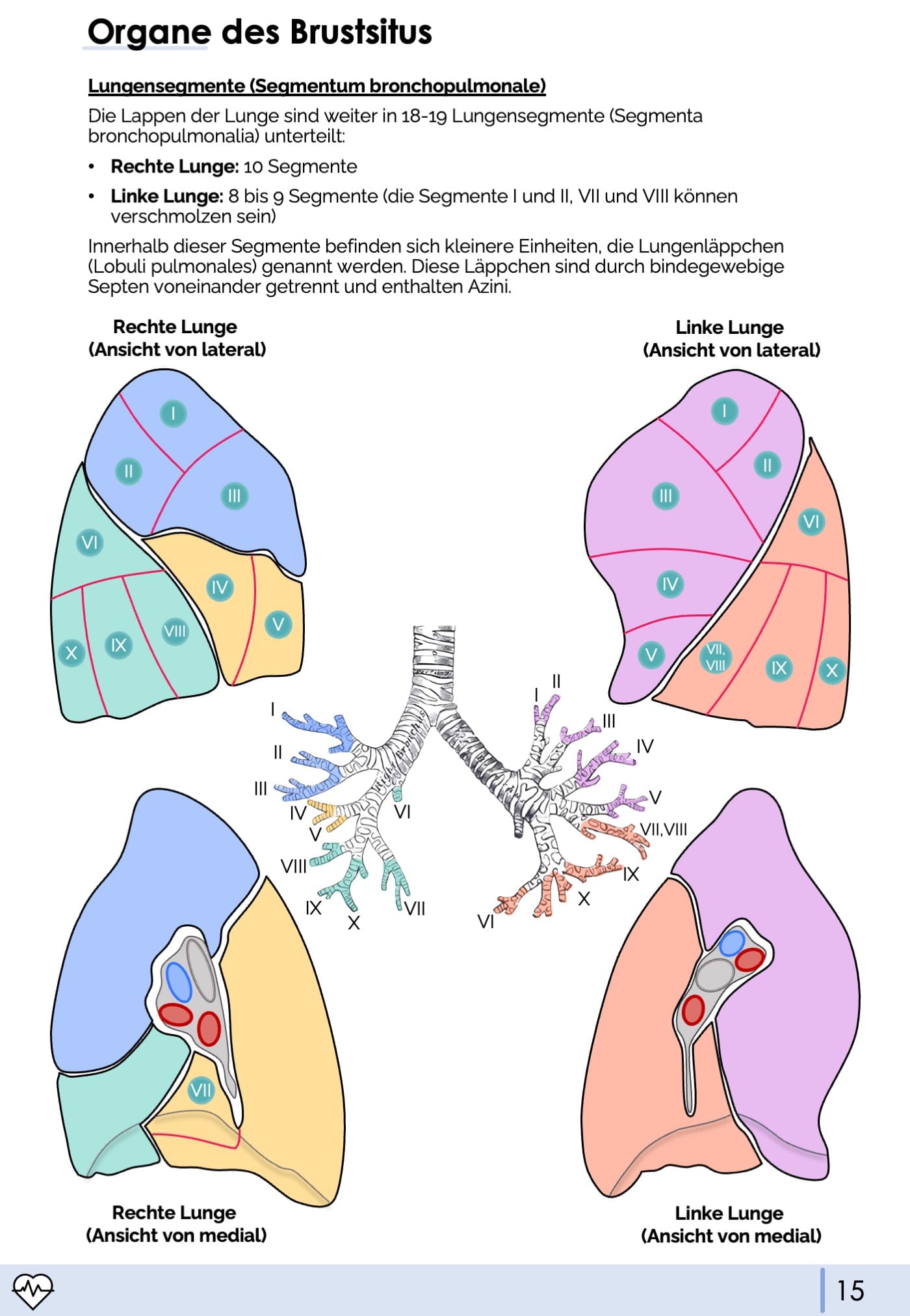 Anatomie II.I - Brustsitus