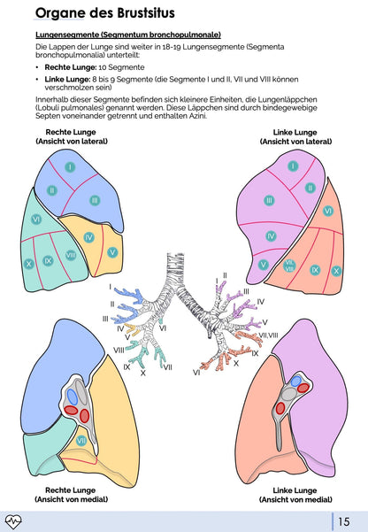 Anatomie II.I - Brustsitus