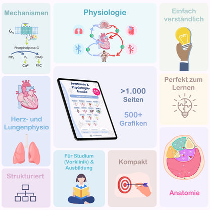 Anatomie & Physiologie-Bundle