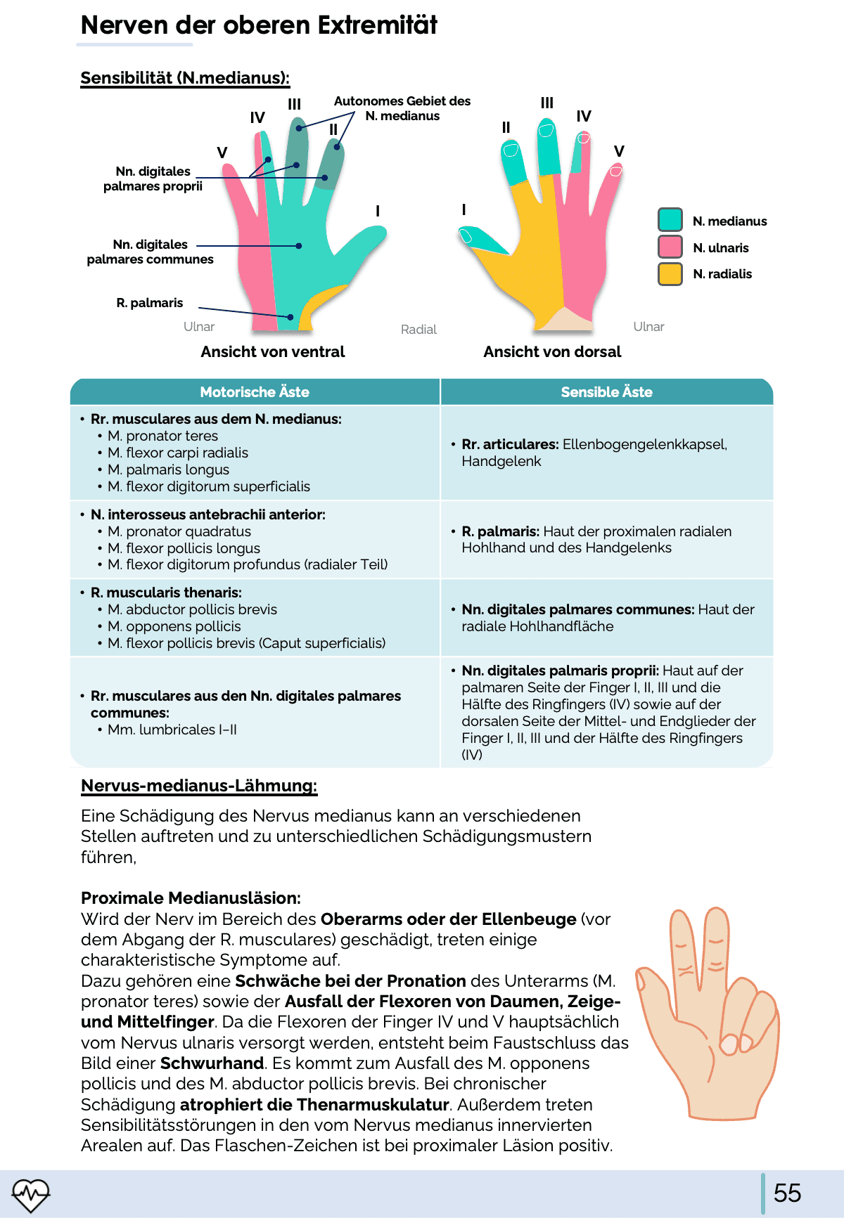 I. Anatomie - Allgemeine Anatomie und Bewegungsapparat - Medi Know