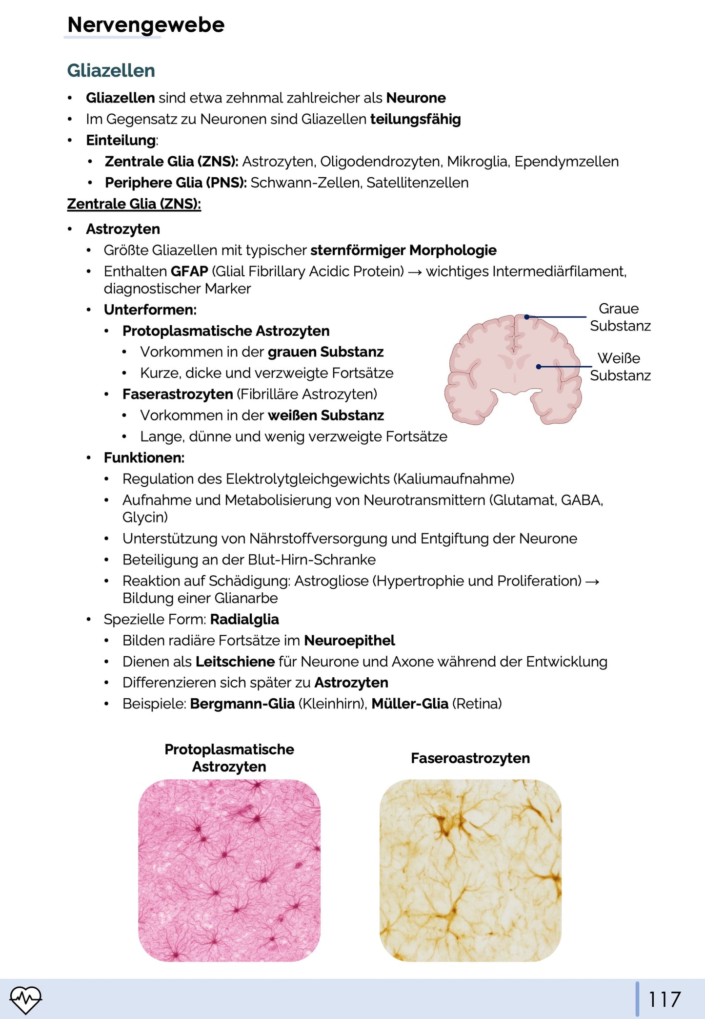 Histologie-Skript - Zytologie und Gewebelehre