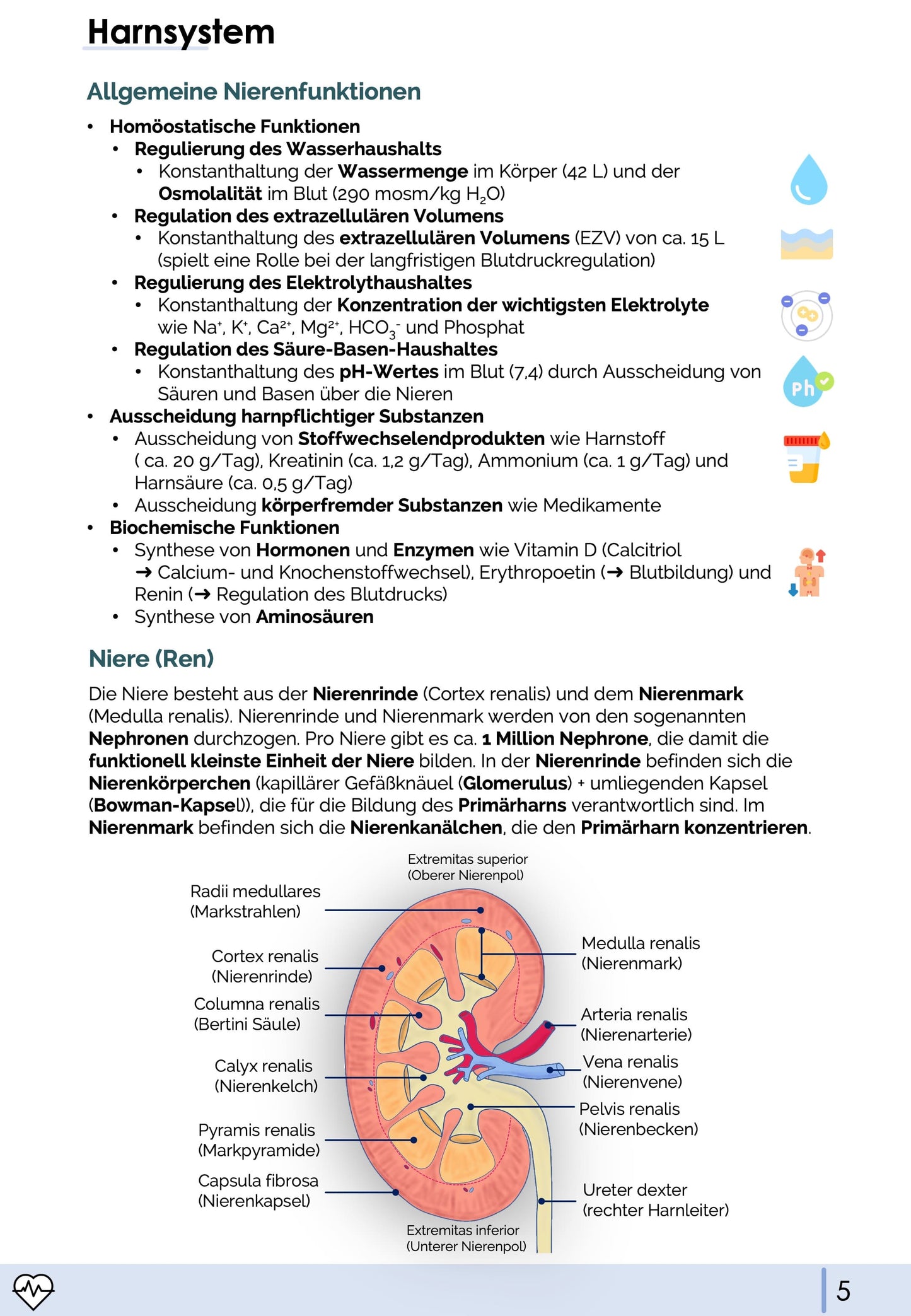 Anatomie II.III - Becken- und Geschlechtsorgane