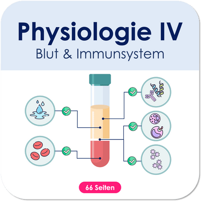 Physiologie-Skript Teil 4