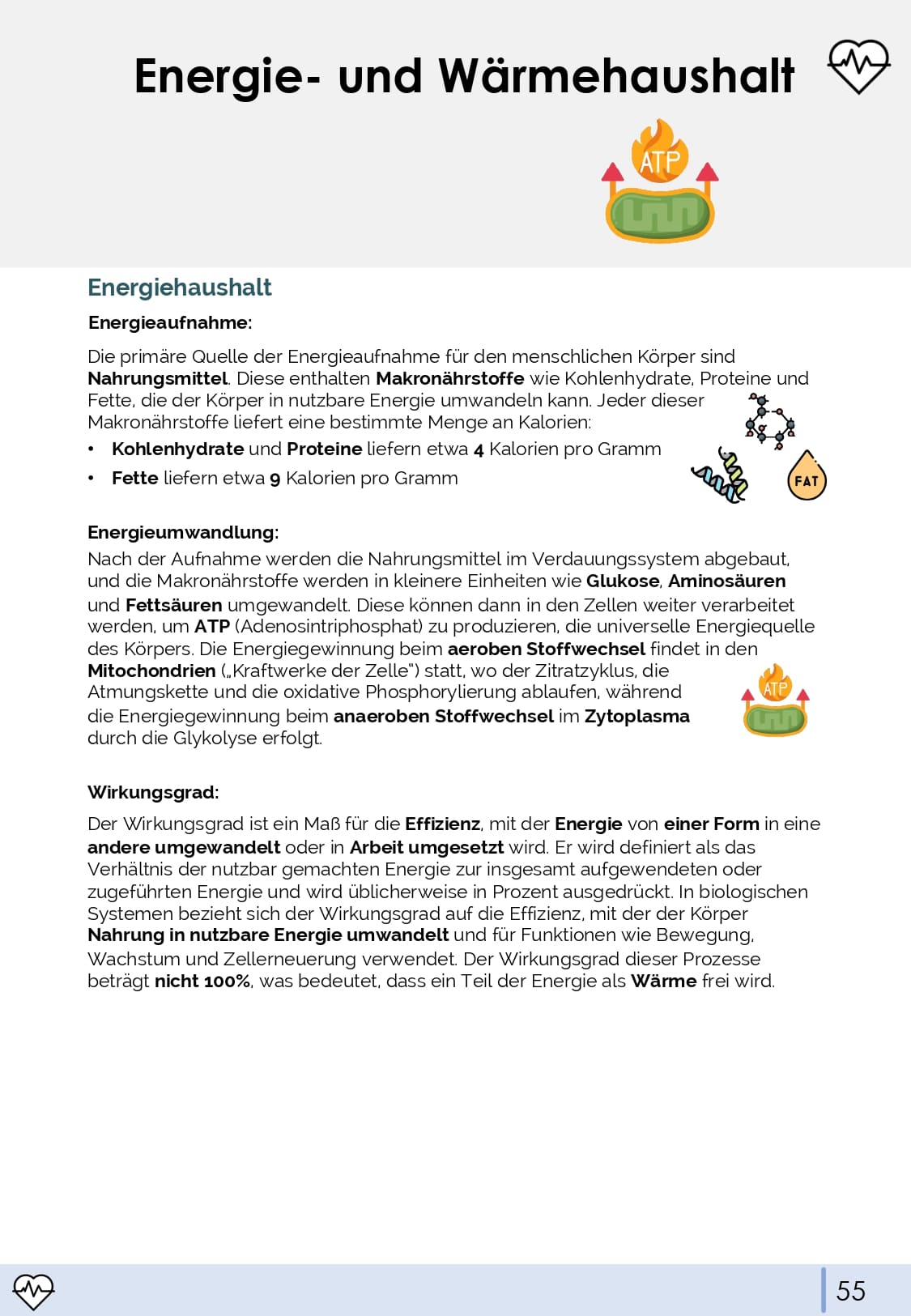 Physiologie-Skript Teil 4