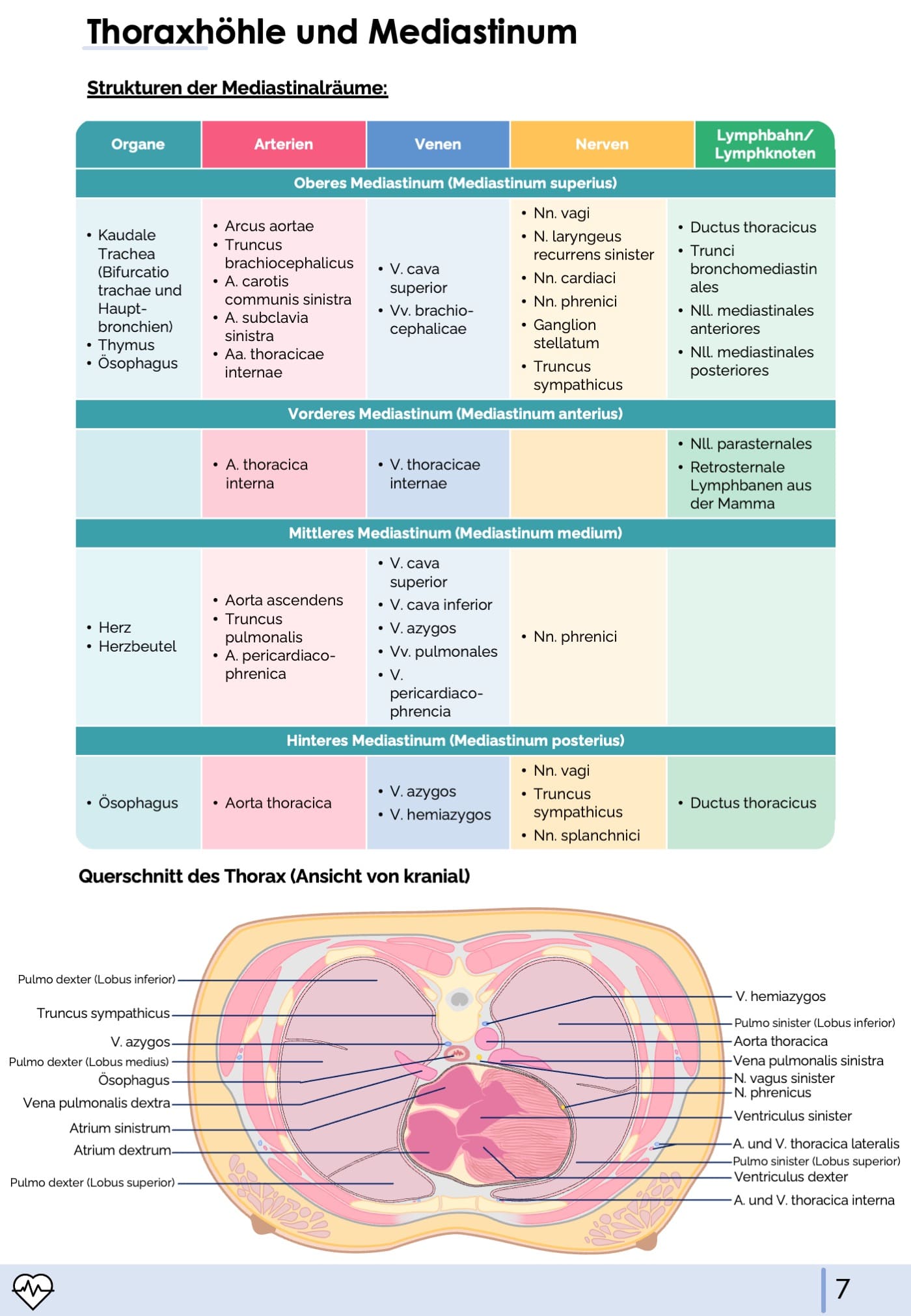 Anatomie II.I - Thoraxorgane