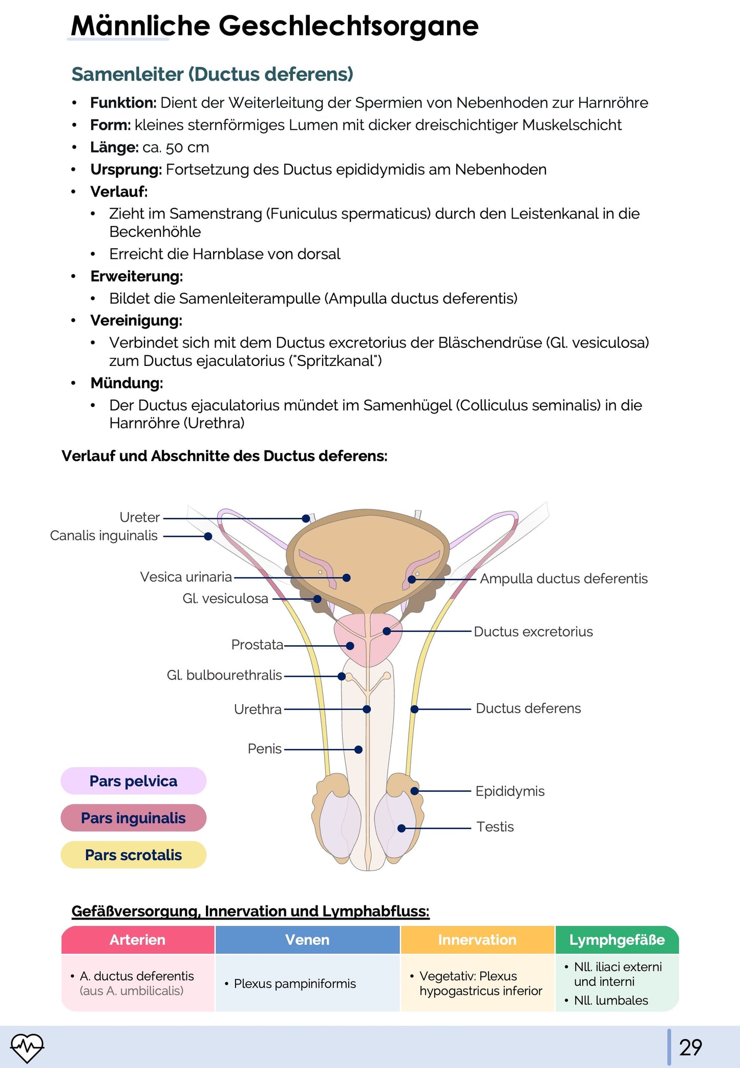 Anatomie II.III - Becken- und Geschlechtsorgane