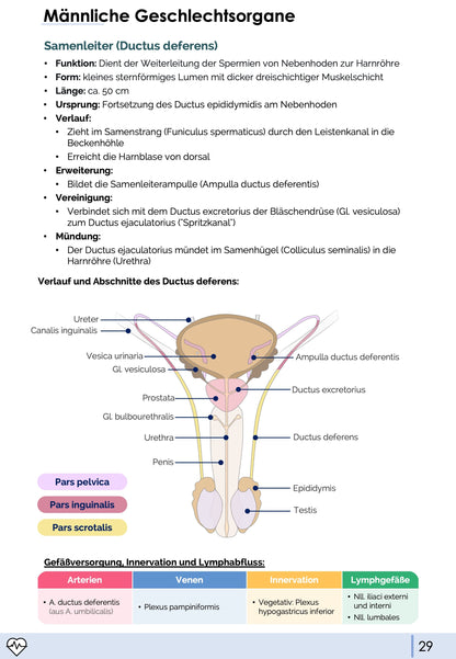 Anatomie II.III - Becken- und Geschlechtsorgane