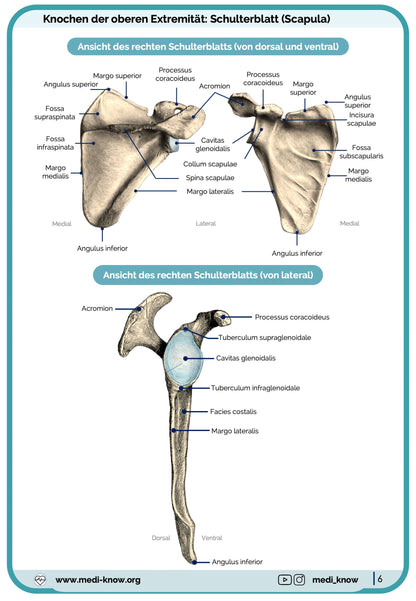 Knochen (Anatomie) - Lernkarten