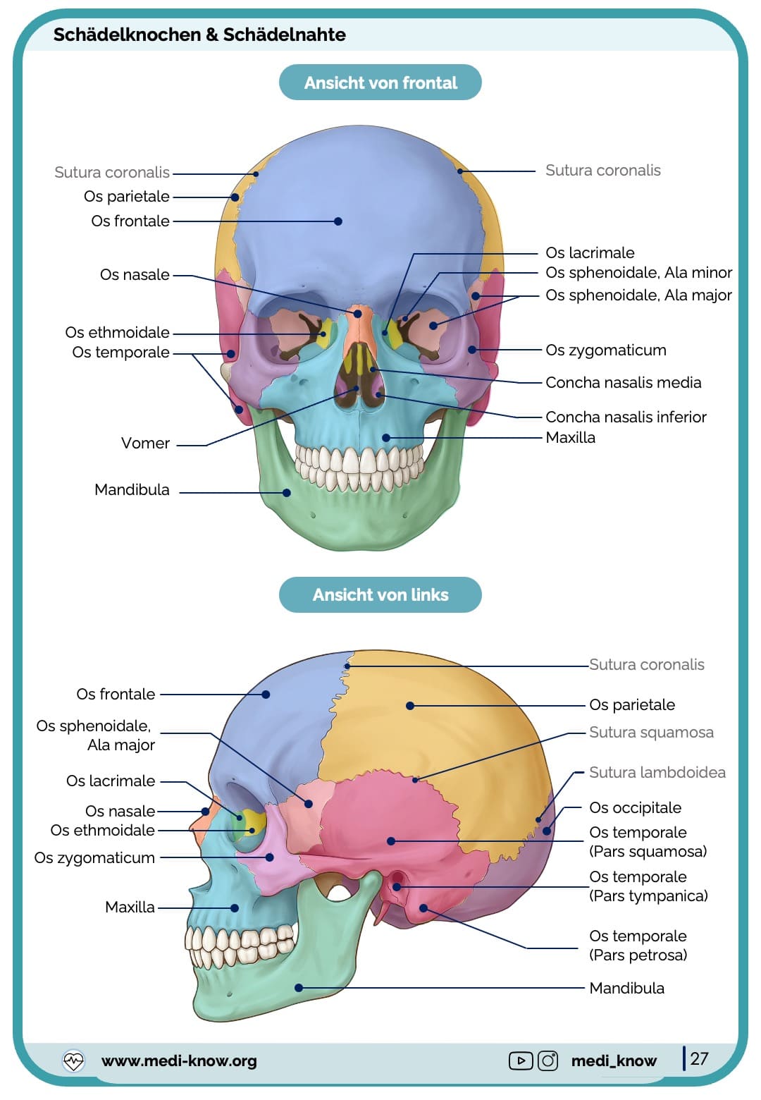 Knochen (Anatomie) - Lernkarten