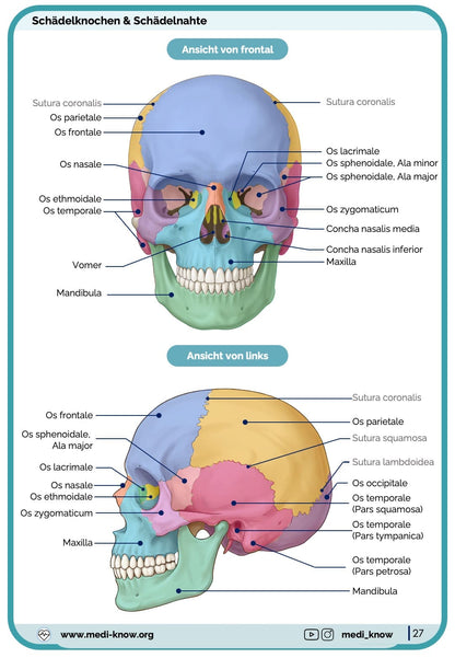 Knochen (Anatomie) - Lernkarten
