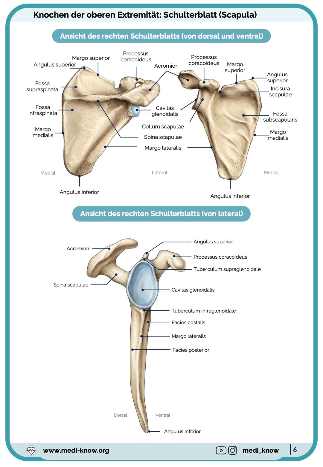 Knochen (Anatomie) - Lernkarten