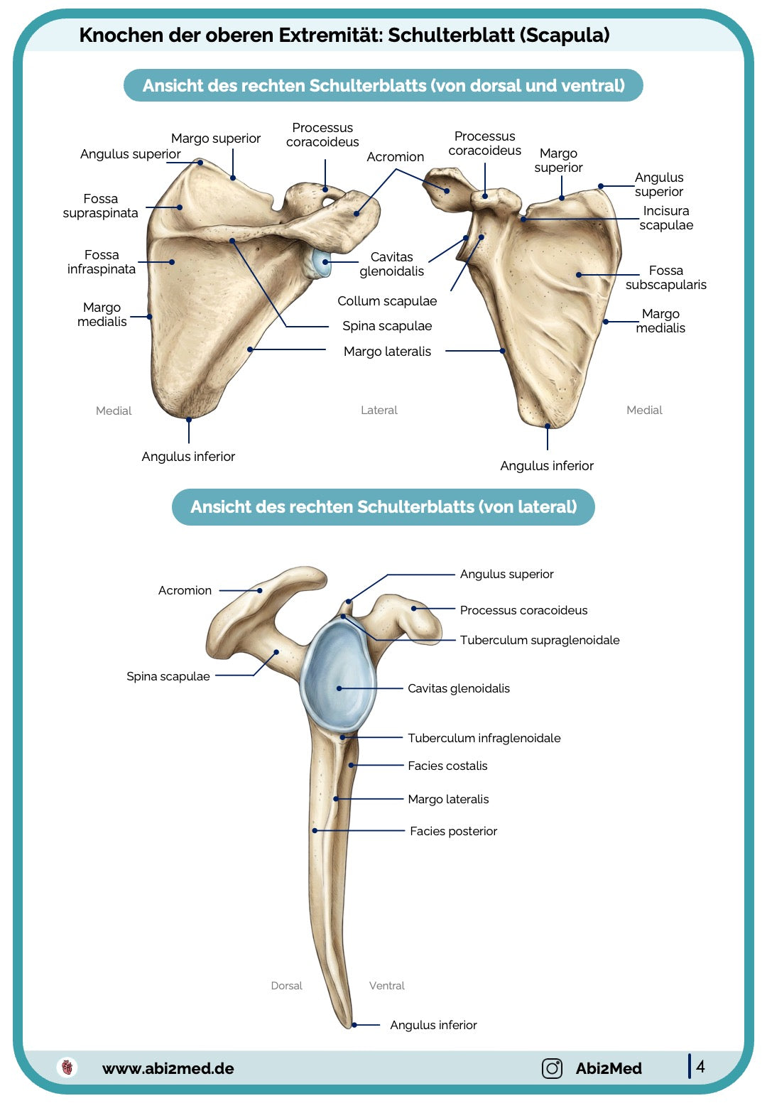Schulterblattanatomie