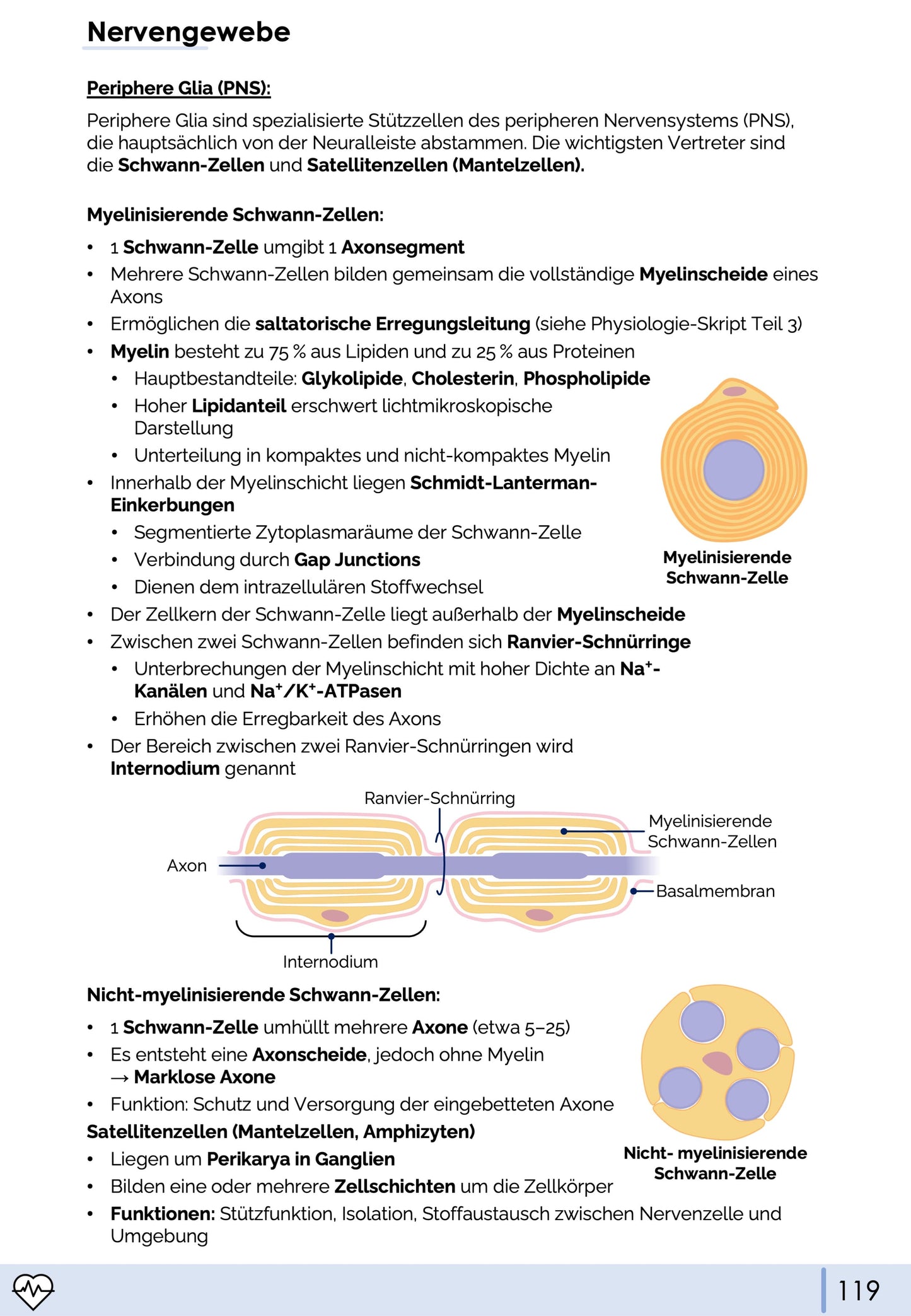 Histologie-Skript - Zytologie und Gewebelehre