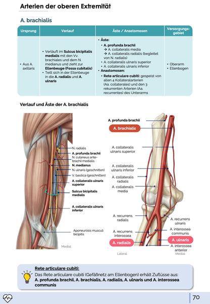 Anatomie I. - Allgemeine Anatomie und Bewegungsapparat