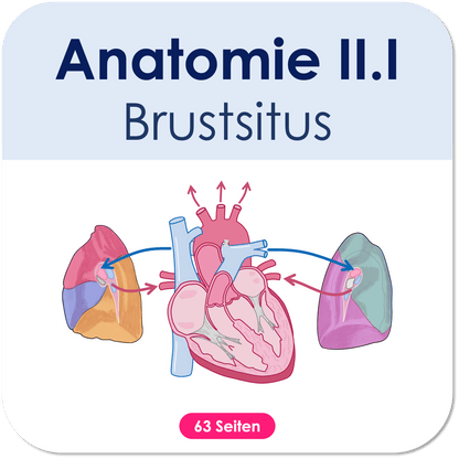 Anatomie II.I - Brustsitus