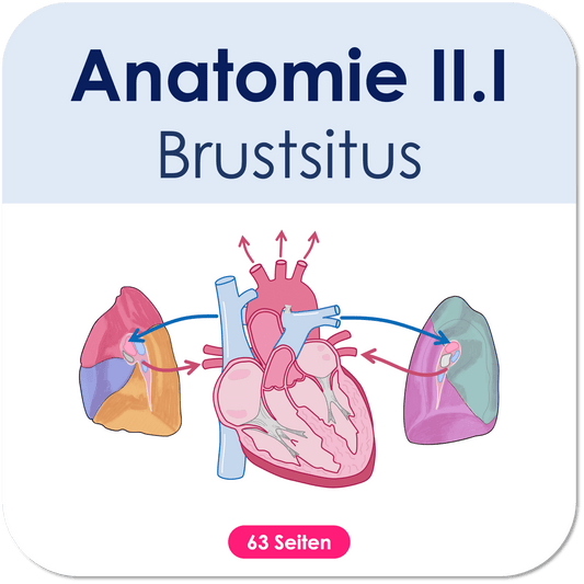 Anatomie II.I - Brustsitus