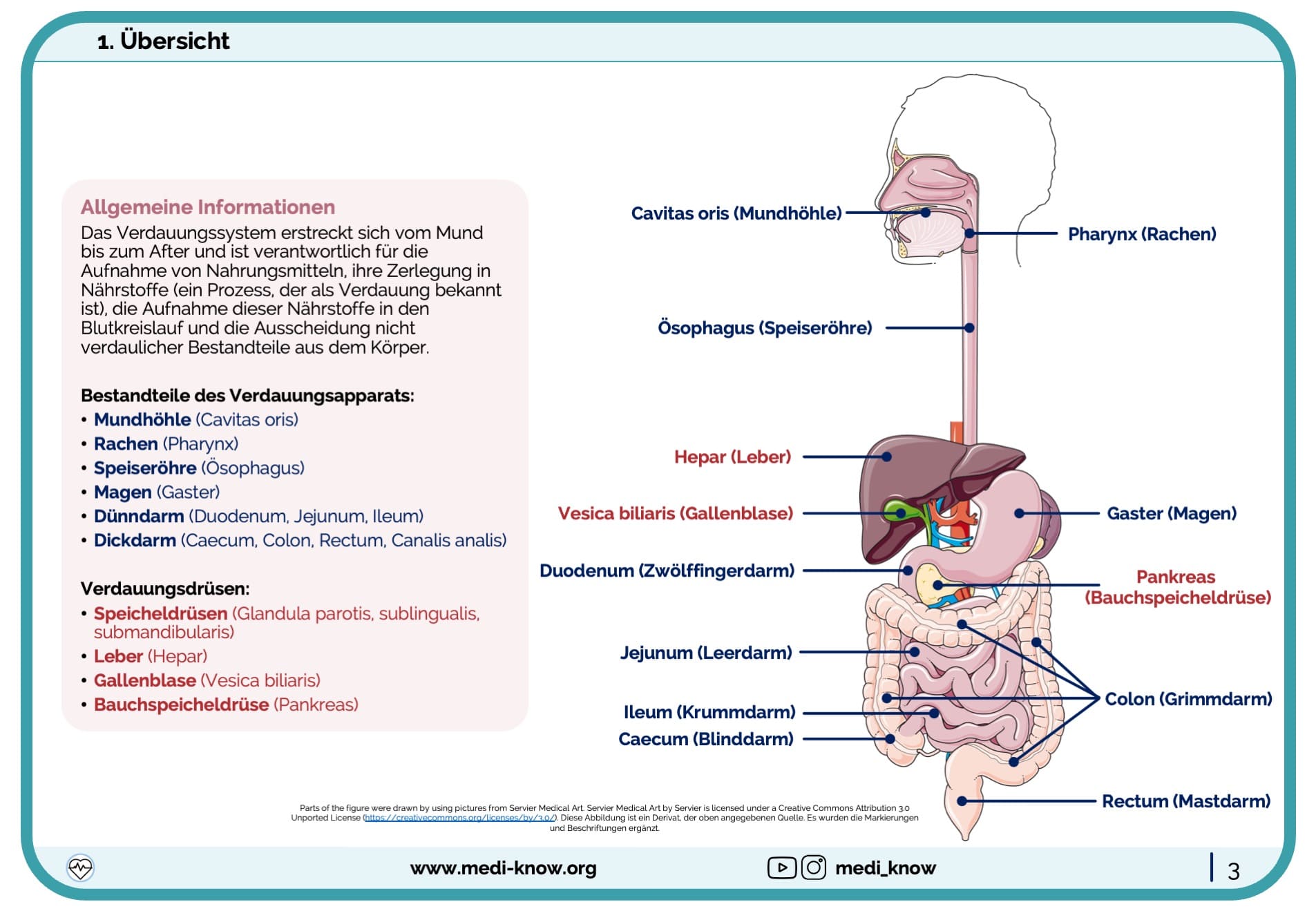 Lernkarten Verdauungstrakt (Anatomie) - Medi Know