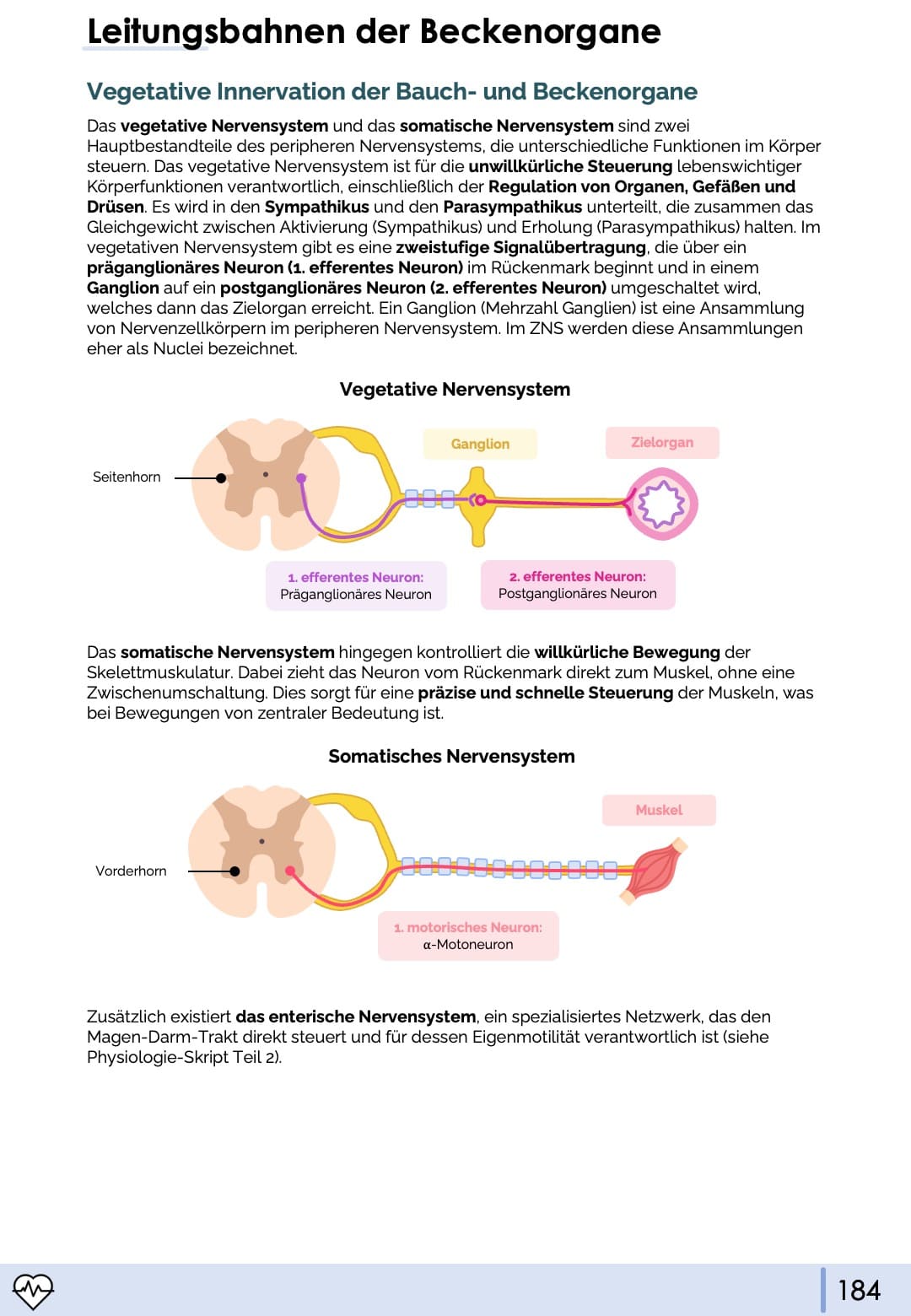 Anatomie II - Innere Organe