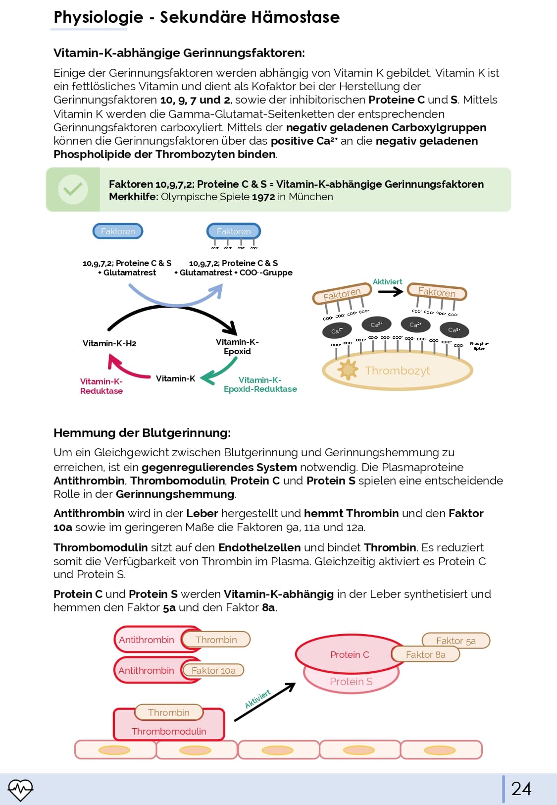 Physiologie-Skript Teil 4