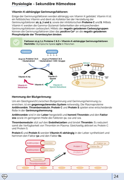 Physiologie-Skript Teil 4