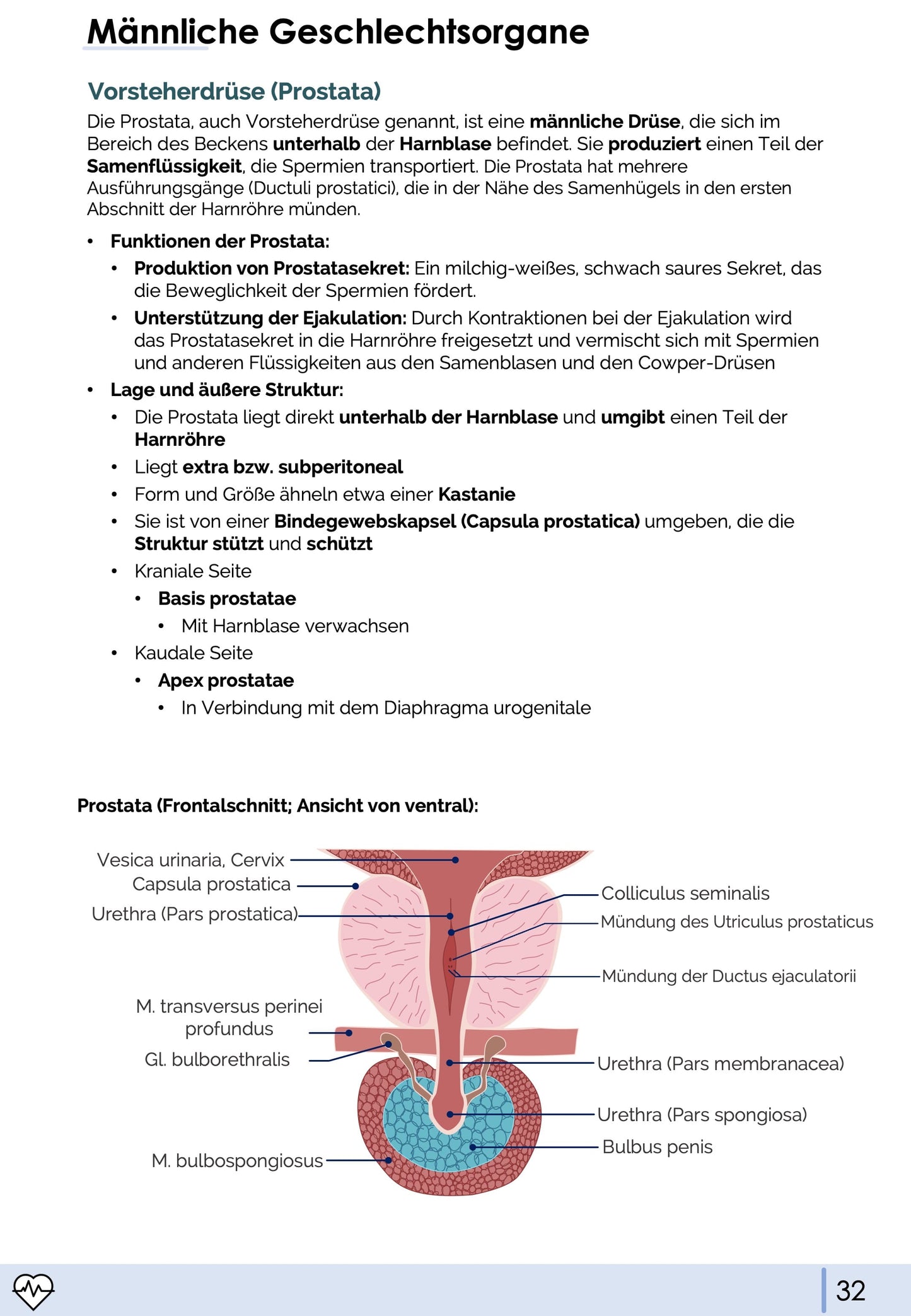 Anatomie II.III - Becken- und Geschlechtsorgane