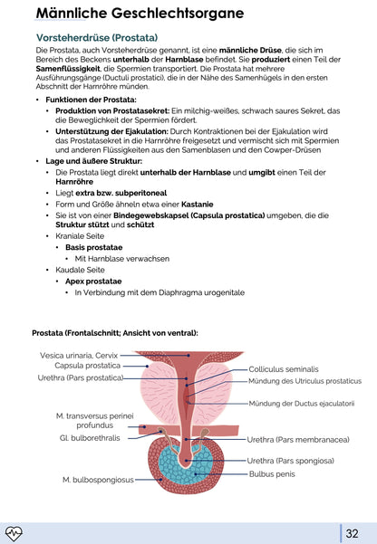 Anatomie II.III - Becken- und Geschlechtsorgane