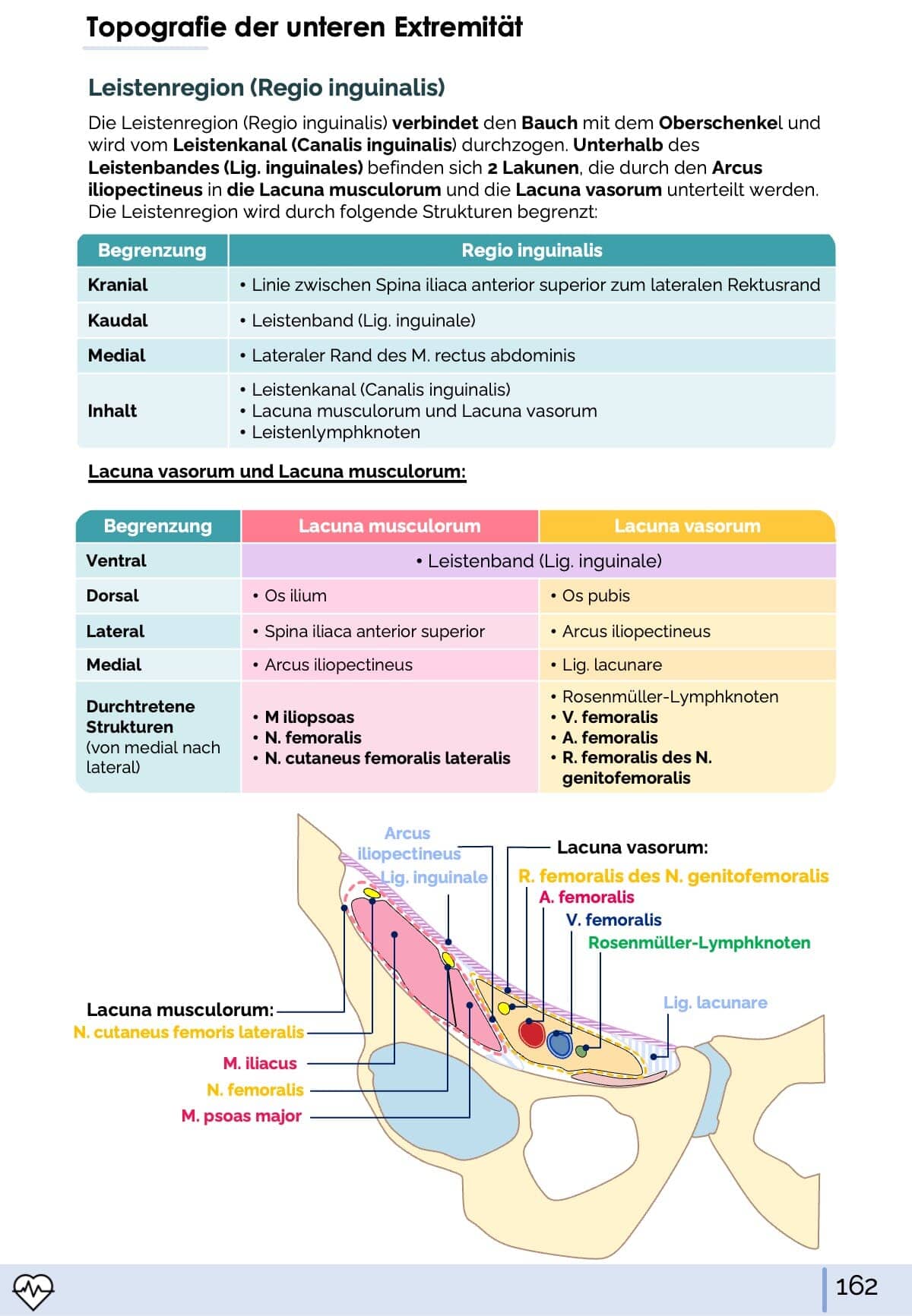 Anatomie I. - Allgemeine Anatomie und Bewegungsapparat Skript Medi Know 