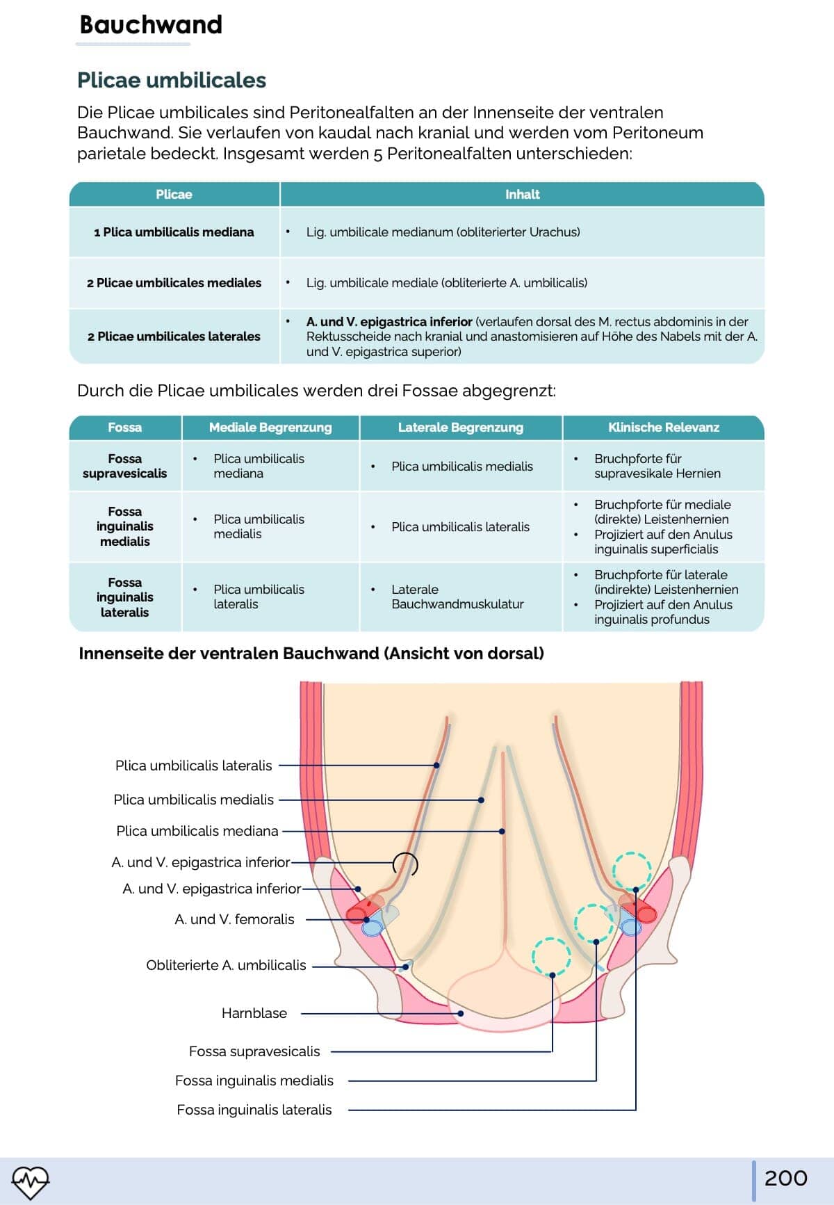 Anatomie I. - Allgemeine Anatomie und Bewegungsapparat Skript Medi Know 