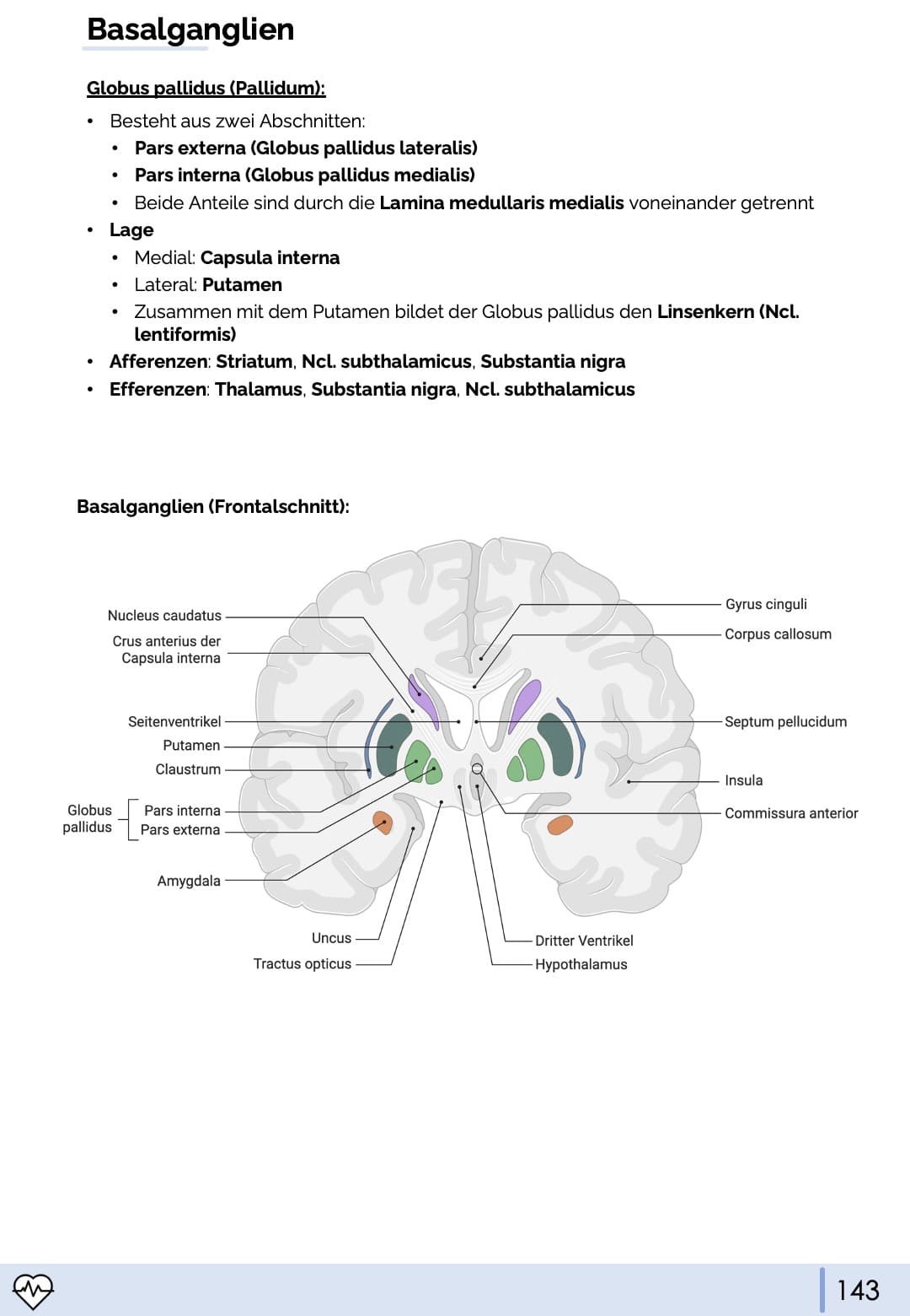 Anatomie III. - Kopf, Hals und Neuroanatomie