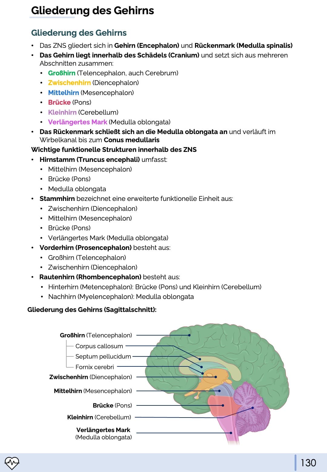 Anatomie & Physiologie-Bundle