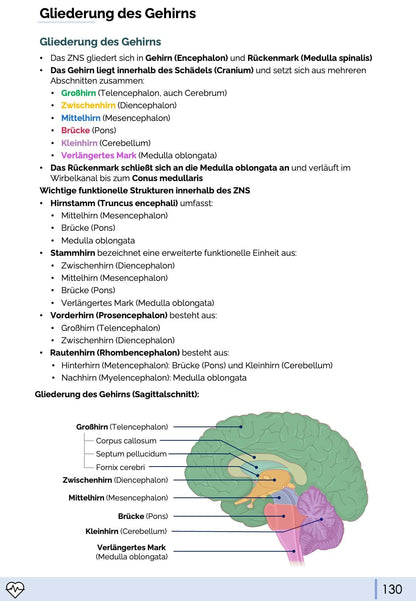 Anatomie & Physiologie-Bundle