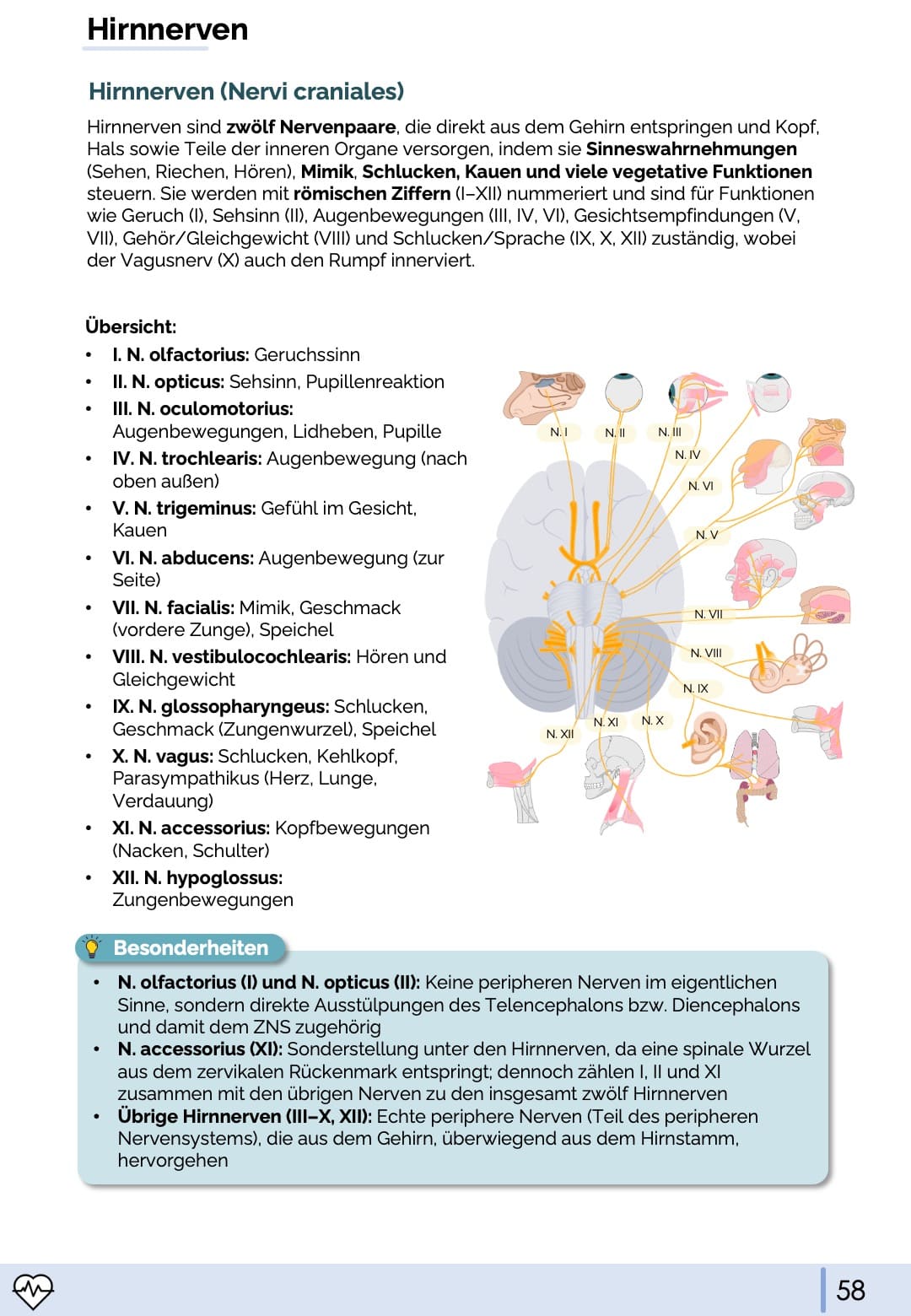 Anatomie & Physiologie-Bundle