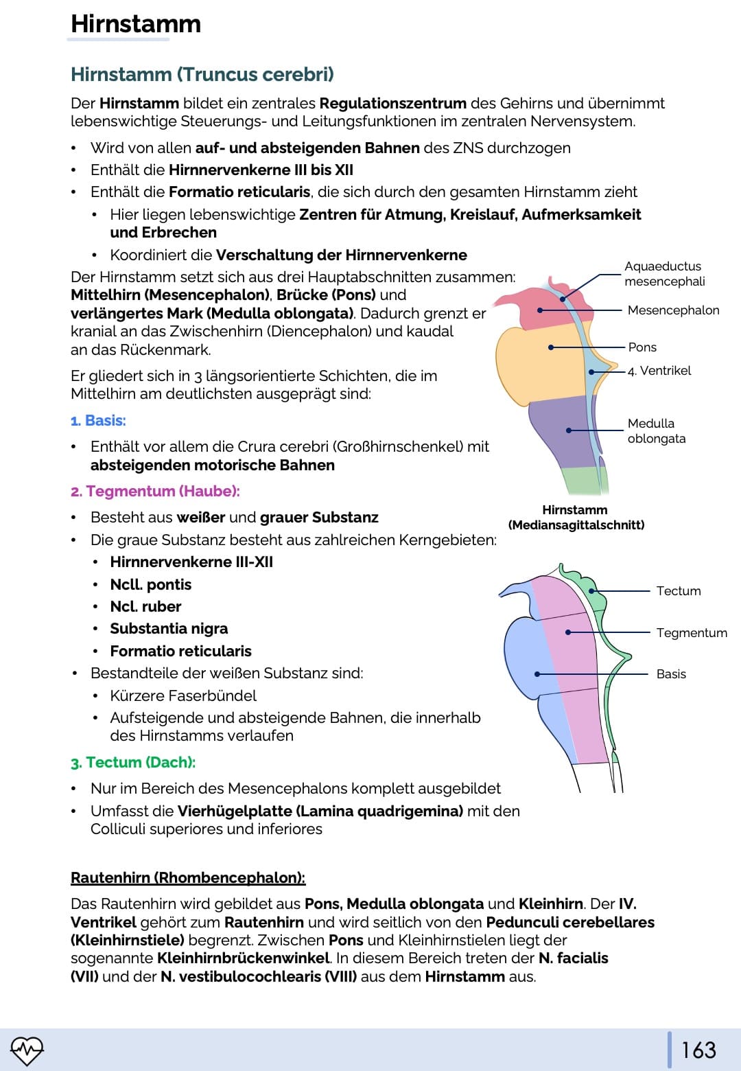 Anatomie III. - Kopf, Hals und Neuroanatomie