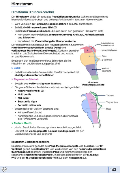 Anatomie III. - Kopf, Hals und Neuroanatomie