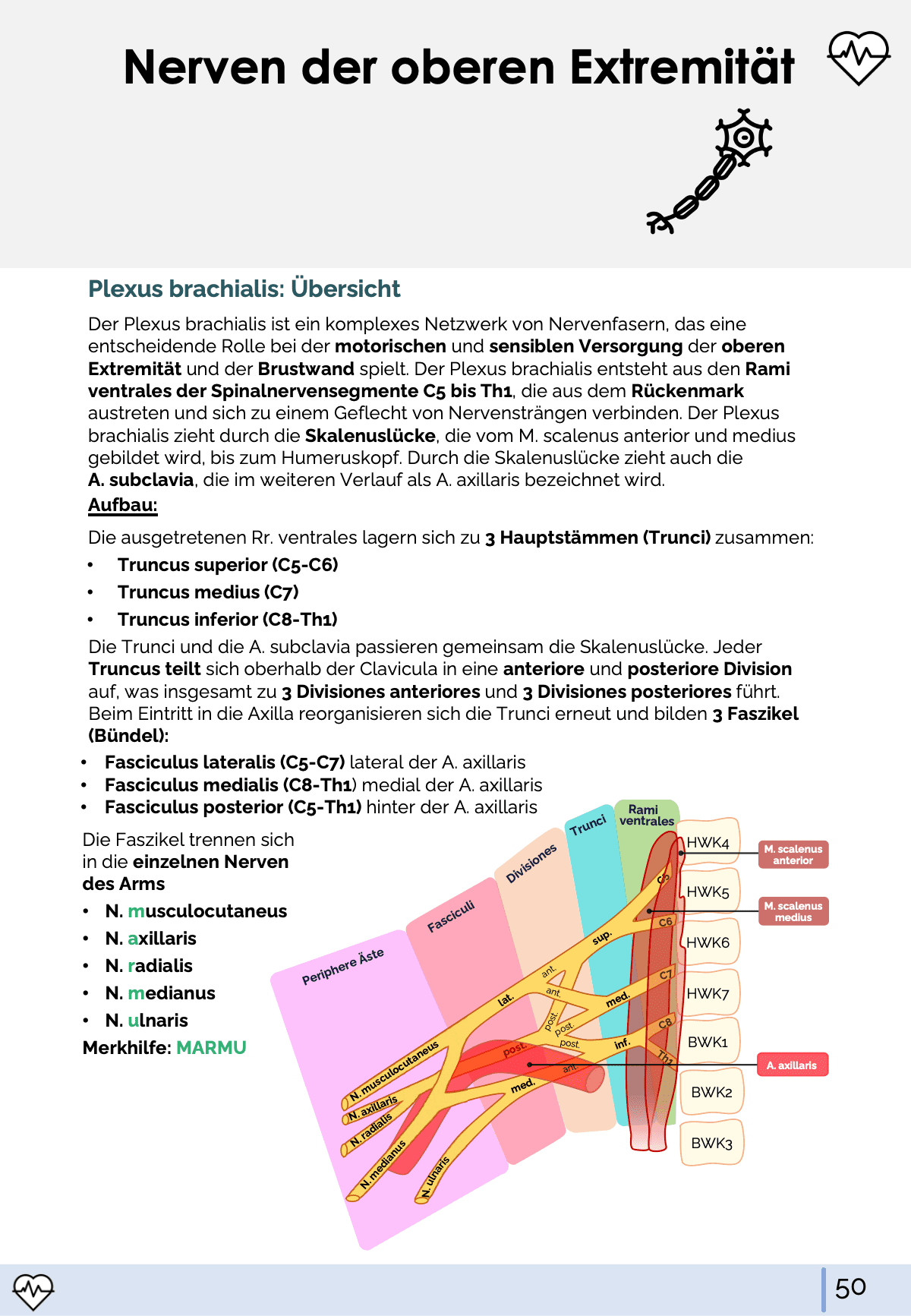 I. Anatomie - Allgemeine Anatomie und Bewegungsapparat Skript Medi Know 