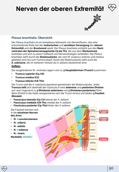 I. Anatomie - Allgemeine Anatomie und Bewegungsapparat Skript Medi Know 