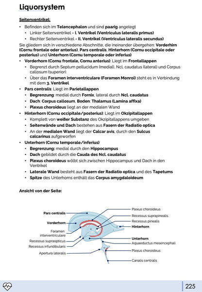 Anatomie III. - Kopf, Hals und Neuroanatomie