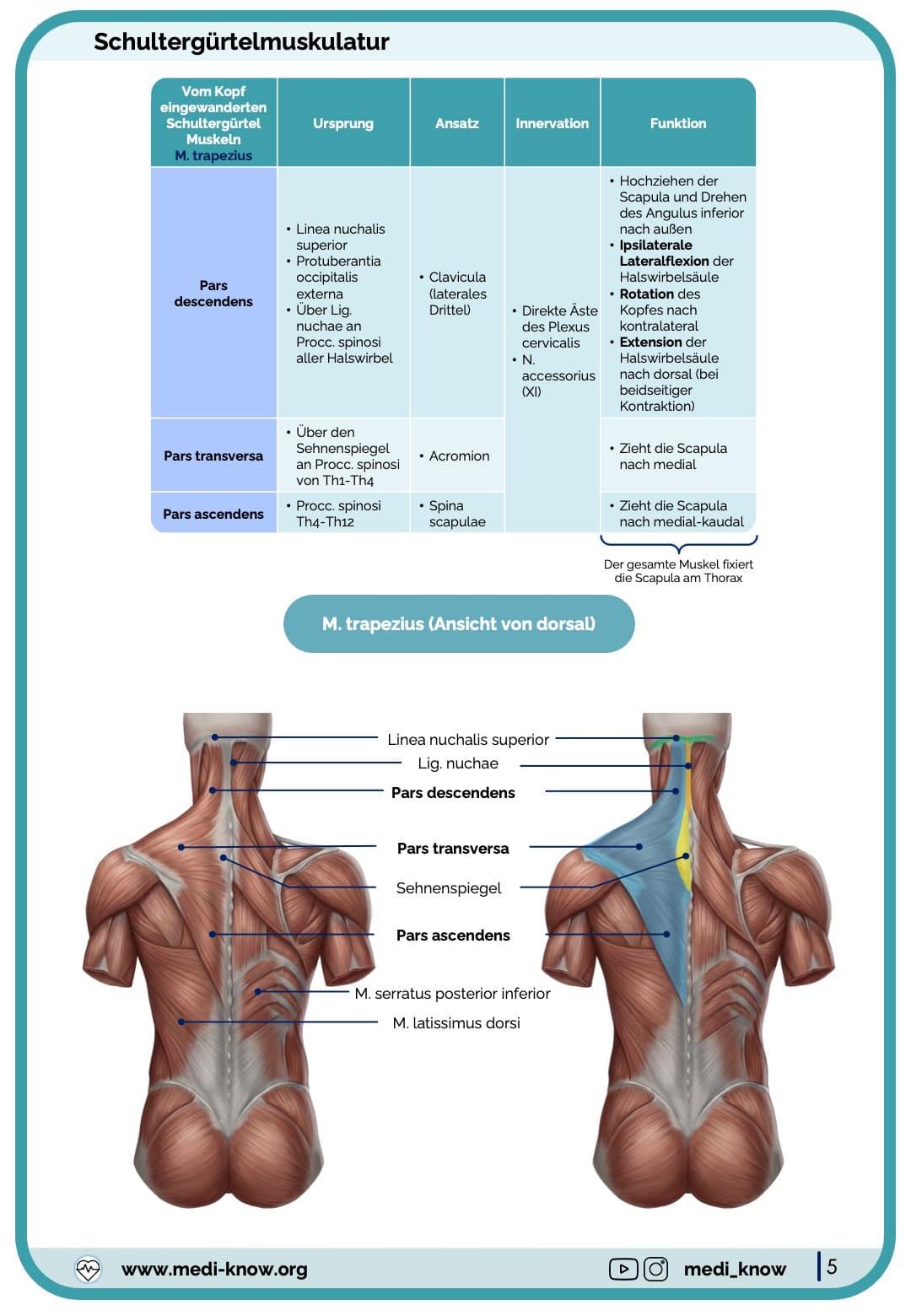 Muskeln (Anatomie) - Lernkarten