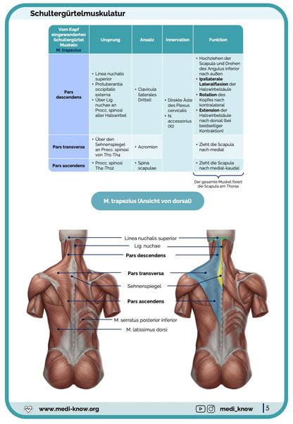 Muskeln (Anatomie) - Lernkarten