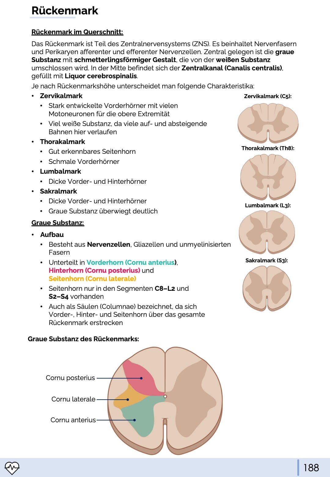Anatomie III. - Kopf, Hals und Neuroanatomie