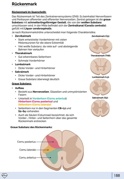 Anatomie III. - Kopf, Hals und Neuroanatomie