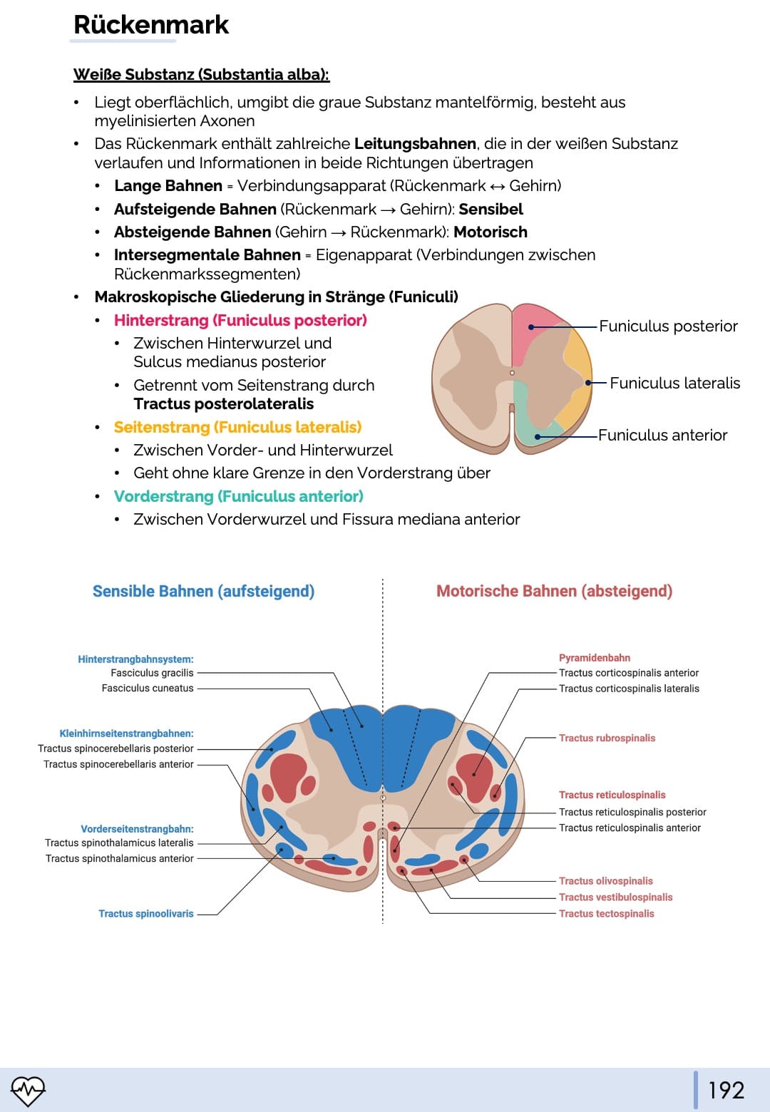 Anatomie III. - Kopf, Hals und Neuroanatomie