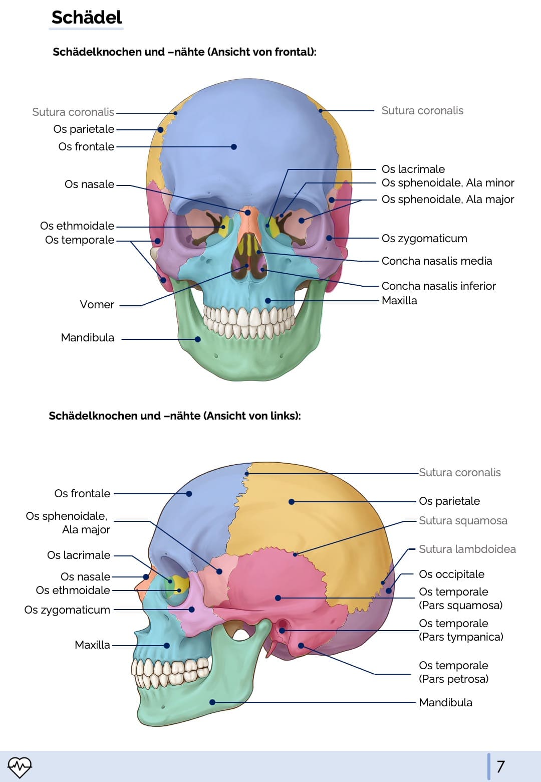 Anatomie & Physiologie-Bundle