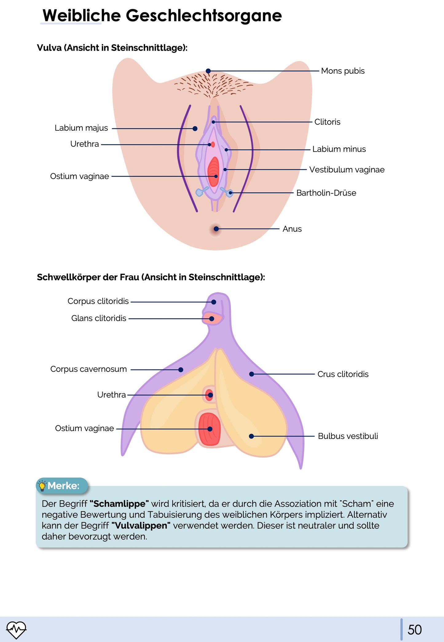 Anatomie II.III - Becken- und Geschlechtsorgane